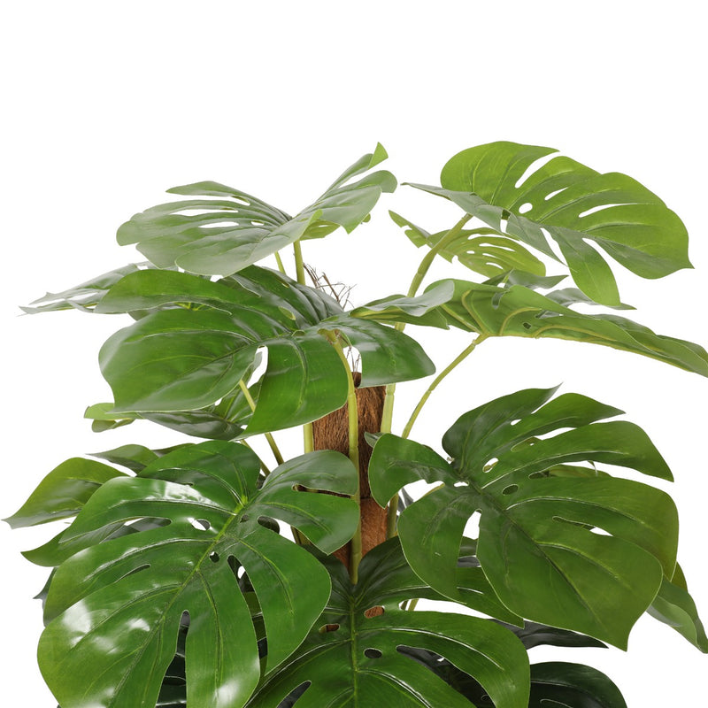 Artificial Money Plant (Monstera) with decorative pot 180cm - Sale Now