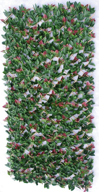 Photinia Hedge Extendable Trellis / Screen 2 Meter By 1 Meter UV Stabilised - Sale Now