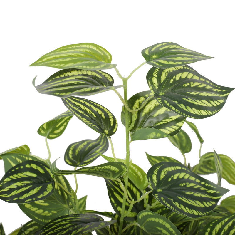 Bright Mixed Philodendron Plant 70cm - Sale Now