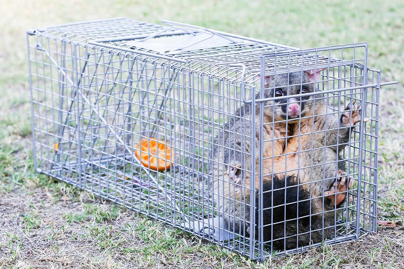Trap Humane Possum Cage Live Animal Safe Catch Rabbit Cat Hare Fox Bird - Sale Now