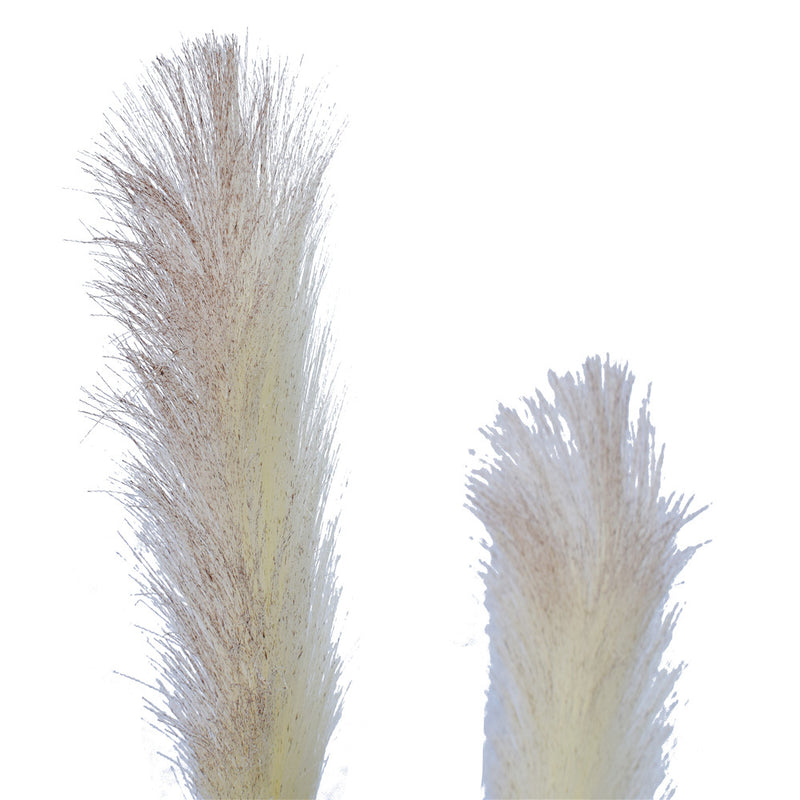 Flowering Native Fox Tail Grass 120 cm - Sale Now