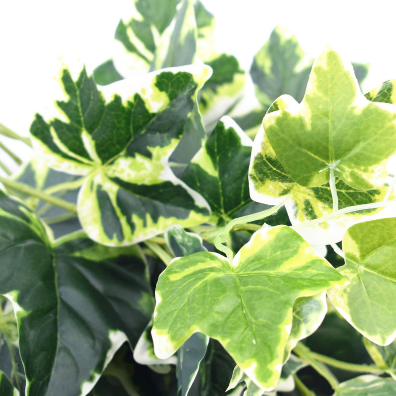 Mixed Green and White Tipped Ivy Bush 100cm - Sale Now
