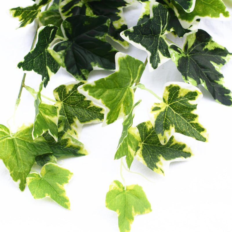 Mixed Green and White Tipped Ivy Bush 100cm - Sale Now