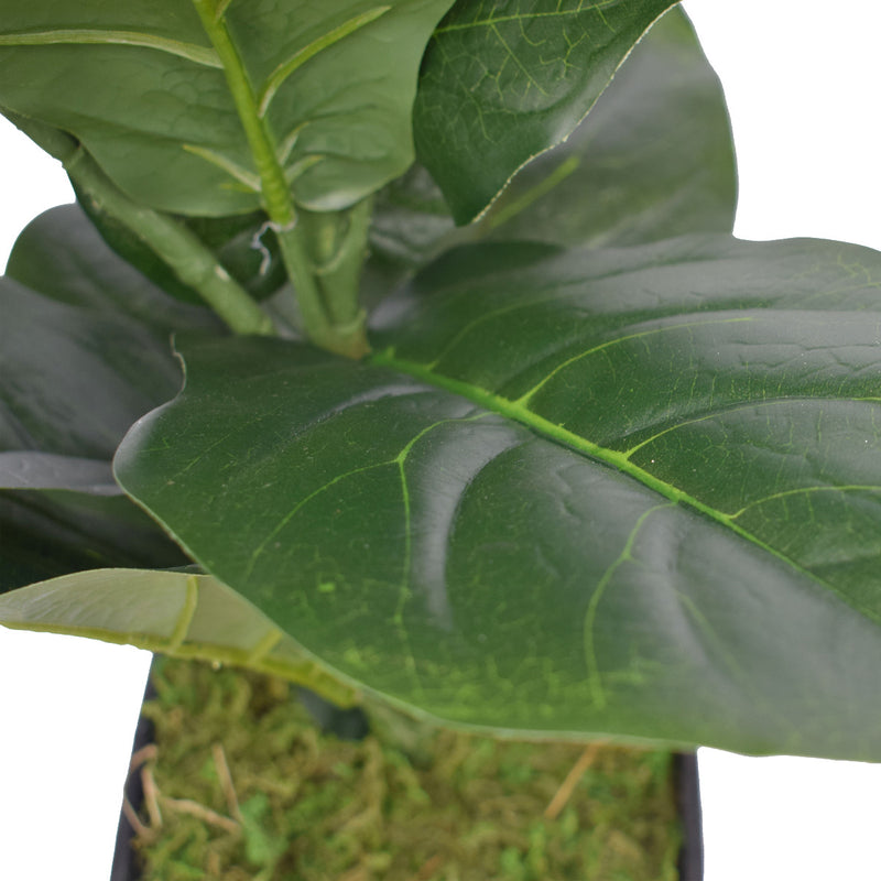 Dense Fiddle Leaf Fig Tree 70cm - Sale Now