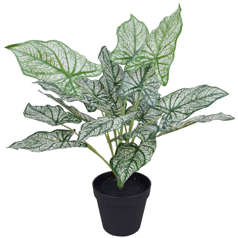Artificial Potted White Evergreen Aglaonema 40 cm - Sale Now
