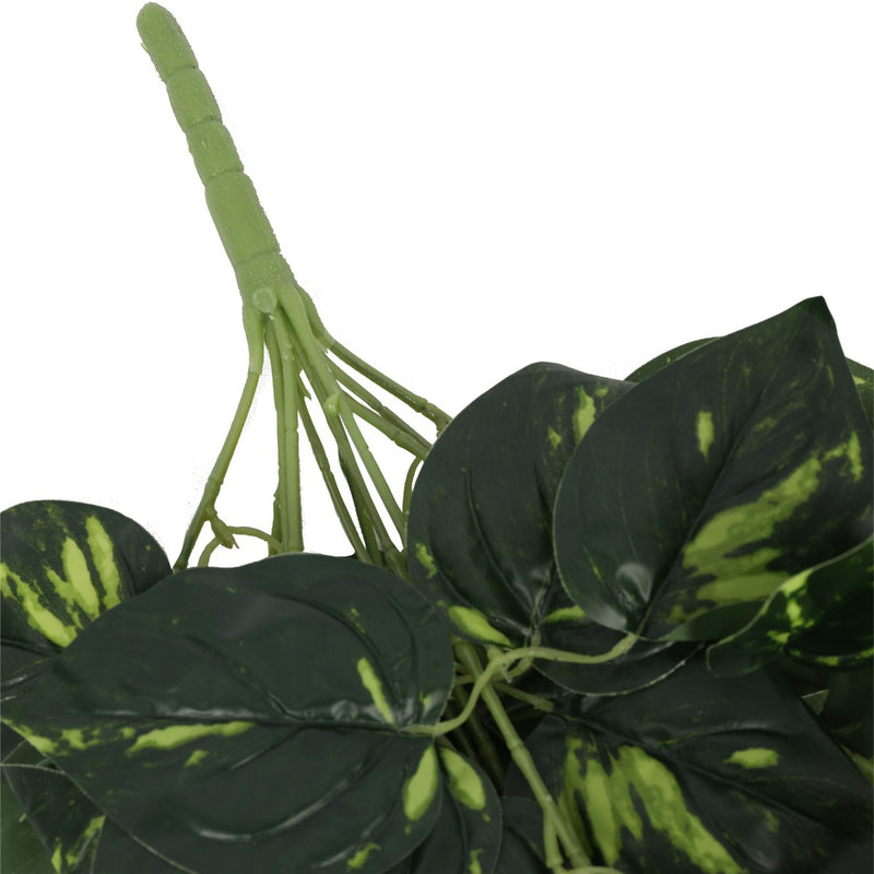 Heart Leaf Philodendron Hanging Creeper Bush 73cm - Sale Now