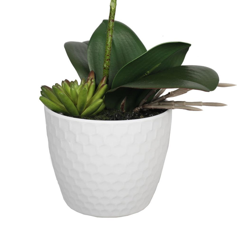 Potted Single Stem White Phalaenopsis Orchid with Decorative Pot 35cm - Sale Now