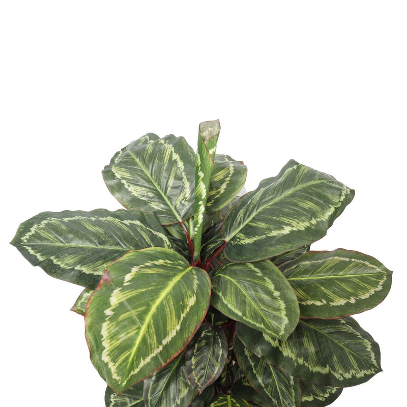 Artificial Wide Leaf Cordyline Plant 90cm - Sale Now